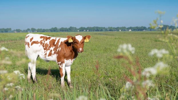 red brown spotted calf in summer meadow with flowers near amersfoort in the netherlands