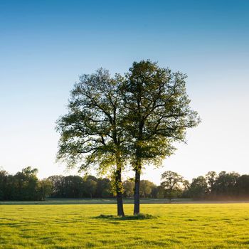 trees in field near summer forest in twente between oldenzaal and enschede in dutch province of overijssel