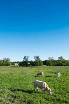 blonde d'aquitaine cows in rural landscape of twente near enschede and oldenzaal in the netherlands under blue summer sky with farm in the background