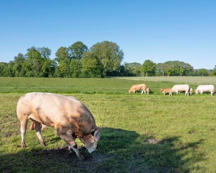 bull guards blonde d'aquitaine cows in rural landscape of twente near enschede and oldenzaal in the netherlands under blue summer sky