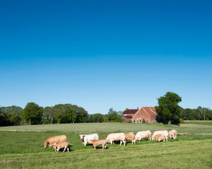 blonde d'aquitaine cows in rural landscape of twente near enschede and oldenzaal in the netherlands under blue summer sky with farm