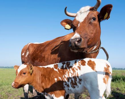 closeuyp of spotted red brown cow and calf in meadow under blue sky in the netherlands