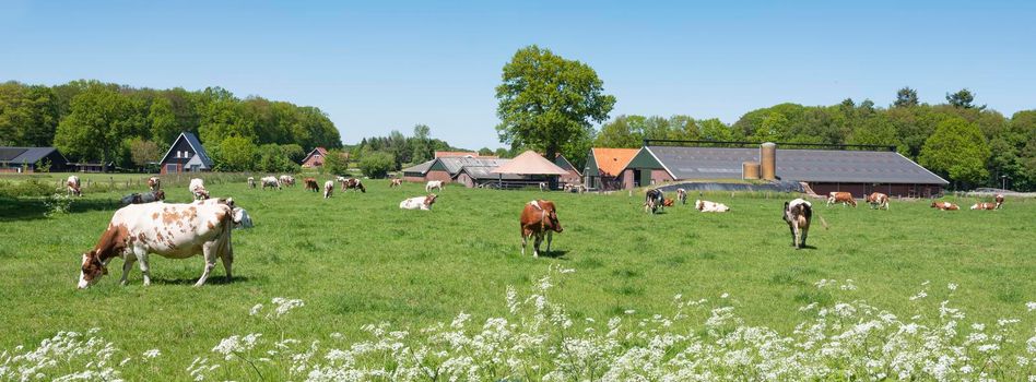 cows and flowers in meadow near oldenzaal and enschede in dutch province of overijssel under blue sky in summer