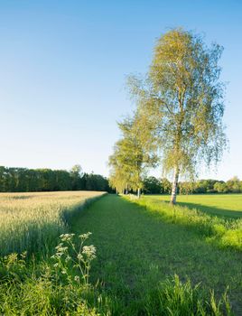wheat field with birch trees and meadow in dutch area of twente near denekamp