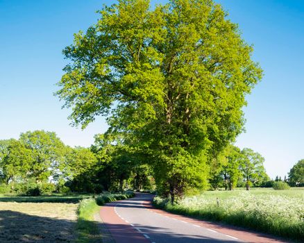 road with trees and summer flowers in area of twente in dutch province of overijssel between enschede and oldenzaal with blue sky in the netherlands