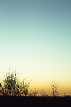 Sunset landscape with tree branches in silhouettes. Feeling of peace and tranquility