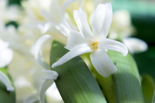 White hyacinth in full spring bloom. No people