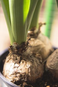 White hyacinth bulbs not yet flowering. No people