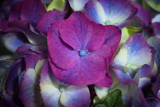 Hydrangea plant in full bloom. Pink and lilac color