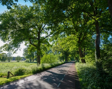 road with trees and summer flowers in area of twente in dutch province of overijssel between enschede and oldenzaal with blue sky in the netherlands