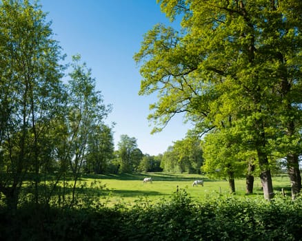 two white cows in park landscape with trees and fields between oldenzaal and enschede in dutch province of overijssel on sunny summer day