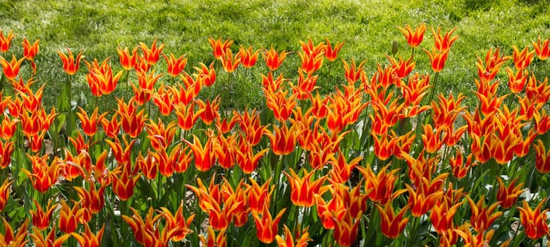 Colorful tulip flowers bloom in the spring  garden