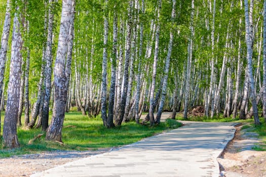 City park of the most beautiful birches and a path under construction.