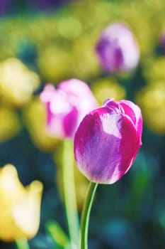 Bright flowers of tulips on a tulip field on a sunny morning, spring flowers tulips