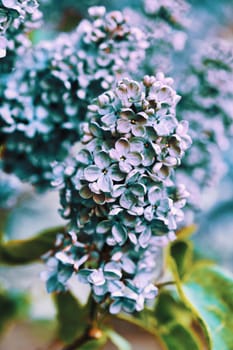 Bright beautiful lilac flowers, close up on a sunny spring morning. Blooming lilac