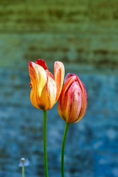 Bright flowers of red and yellow tulips in the park in spring, close up outdoors