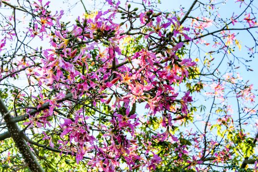 Colorful and beautiful Ceiba speciosa flowers in the garden