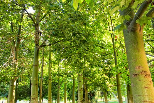 Green trees in leafy forest in Valencia, Spain