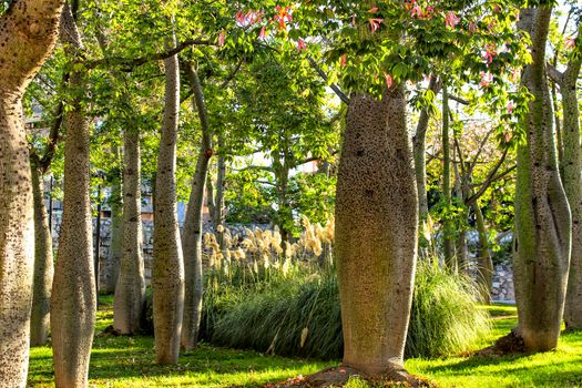Beautiful and colorful Ceiba speciosa forest in Valencia, Spain
