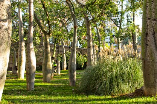 Beautiful Ceiba speciosa forest in Valencia, Spain