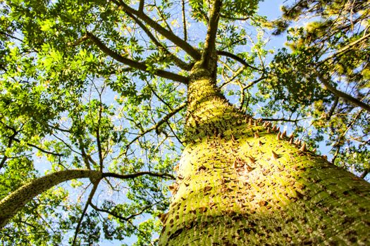 Colossal Ceiba speciosa trunk in a garden in Spain