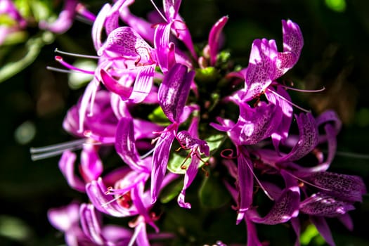 Beautiful and colorful purple orchid flower background in the garden