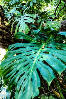 Beautiful monstera deliciosa background in the garden