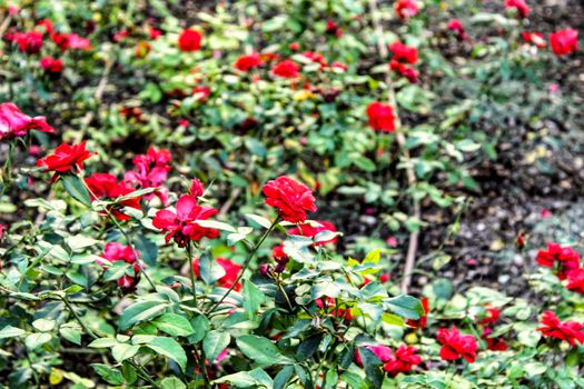 Red roses in the garden under the sun in Spain