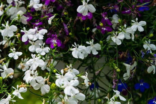 A close up of a multicolored edging lobelia plant, with its distinctive petals.