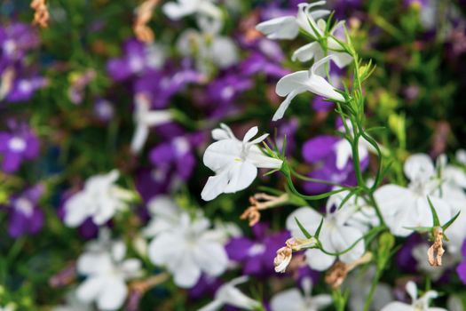 A close up of a multicolored edging lobelia plant, with its distinctive petals.