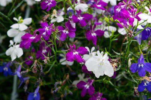 A close up of a multicolored edging lobelia plant, with its distinctive petals.