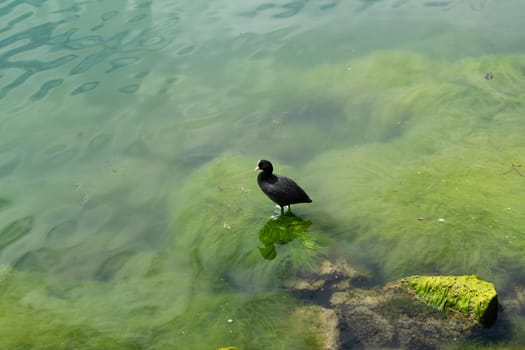 A close up of a coot, with its distinctive white beak and black plumage.