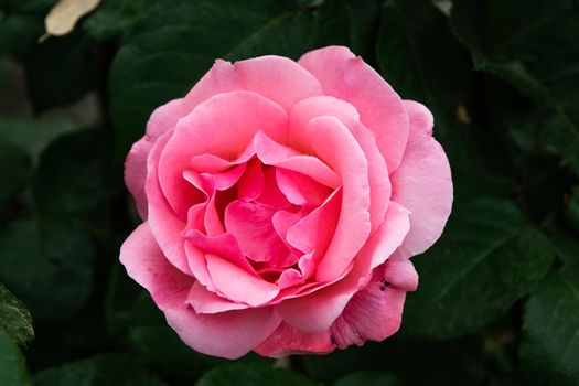 A close up of a beautiful rose flower with its characteristic petals.