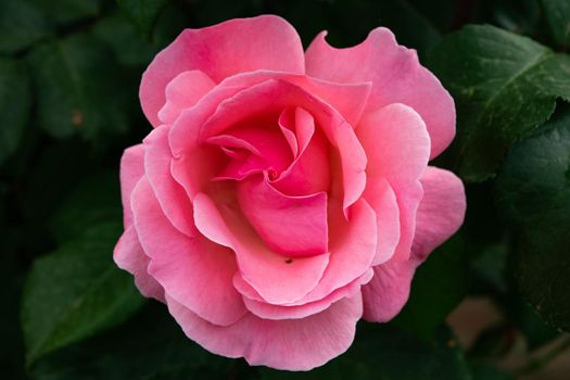 A close up of a beautiful rose flower with its characteristic petals.