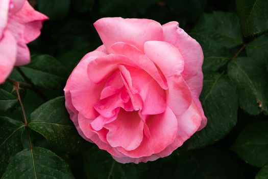 A close up of a beautiful rose flower with its characteristic petals.