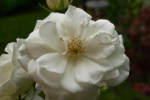 A close up of a beautiful rose flower with its characteristic petals.