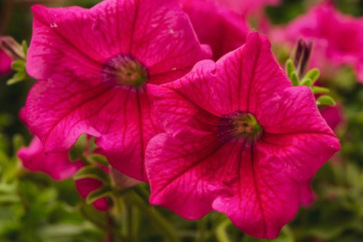 A closeup of a beautiful petunia plants in purple color