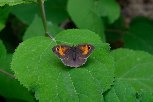 A closeup of a beautiful Maniola jurtina butterfly sitting on a hydrangea leaf.