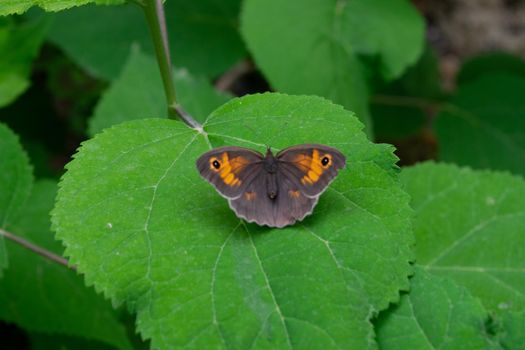 A closeup of a beautiful Maniola jurtina butterfly sitting on a hydrangea leaf.