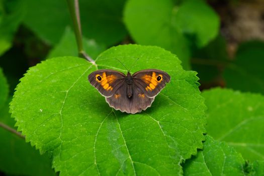 A closeup of a beautiful Maniola jurtina butterfly sitting on a hydrangea leaf.