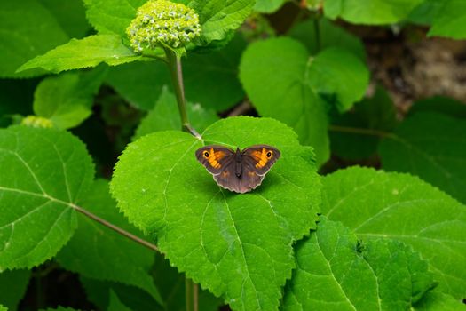 A closeup of a beautiful Maniola jurtina butterfly sitting on a hydrangea leaf.