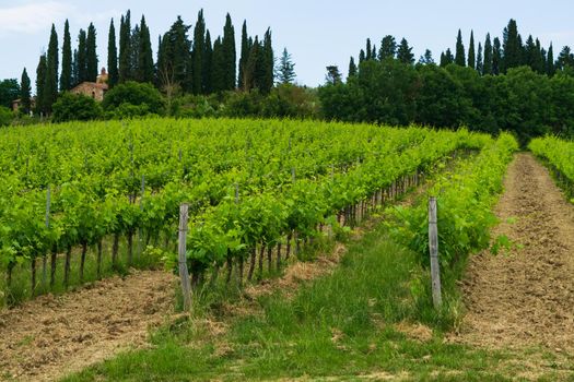 A closeup of a beautiful vineyard in the Tuscan countryside.