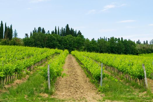 A closeup of a beautiful vineyard in the Tuscan countryside.