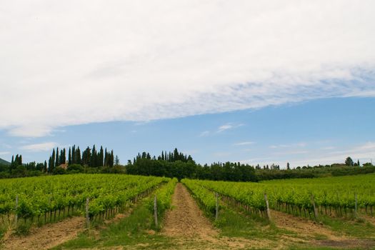 A closeup of a beautiful vineyard in the Tuscan countryside.