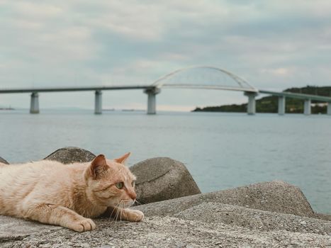 cats on sea beach in Okinawa, Japan island