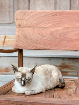 Cute little cat sitting in wooden armchair
