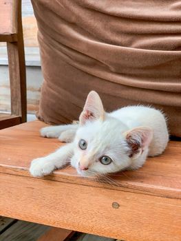 Cute little cat sitting in wooden armchair