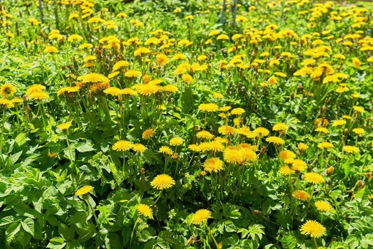 Dandelions in the green grass. Beautiful spring shot with a meadow of dandelions. Dandelion field in spring