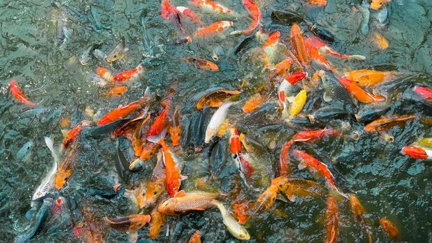 Koi fish, Colorful fancy fish closeup swimming at pond.