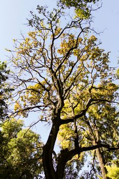Majestic trees in the garden under the sun in Spain